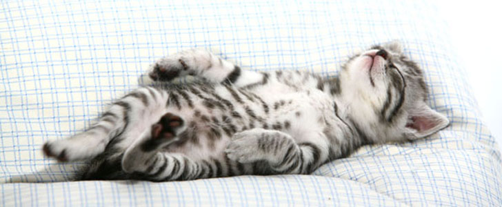 Duur Mart ruw Gratis Whiskas voor kittens | GRATIS.be
